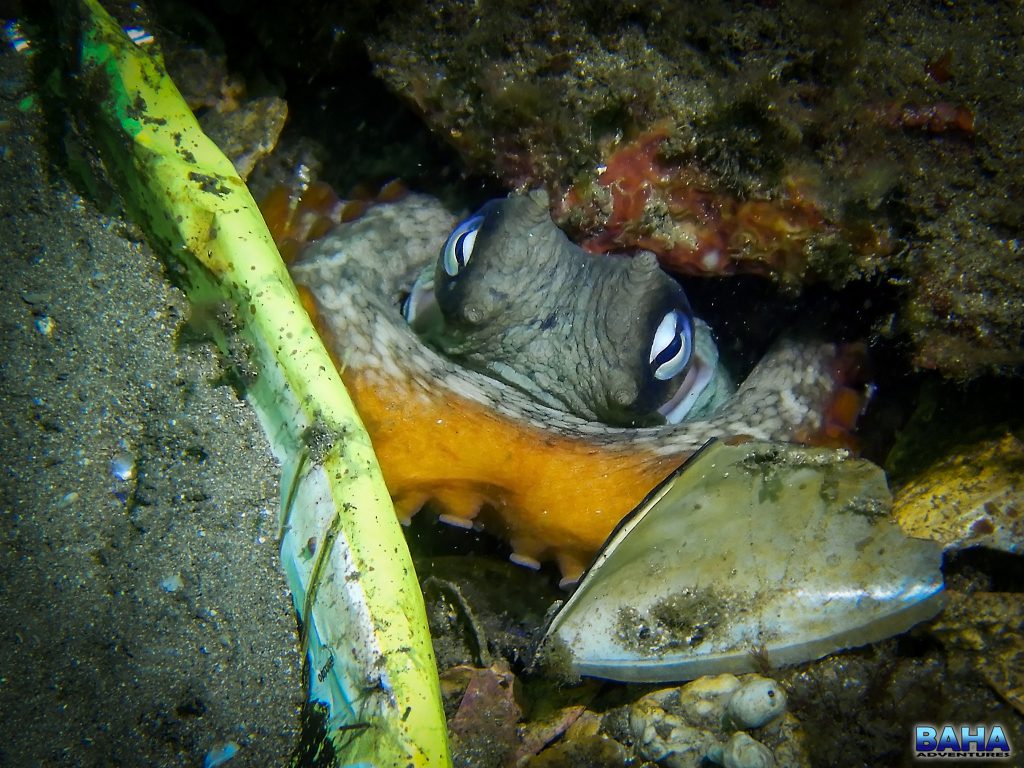 A Sydney octopus, hiding under some litter