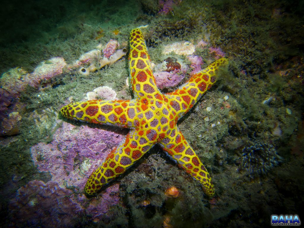 A mosaic seastar