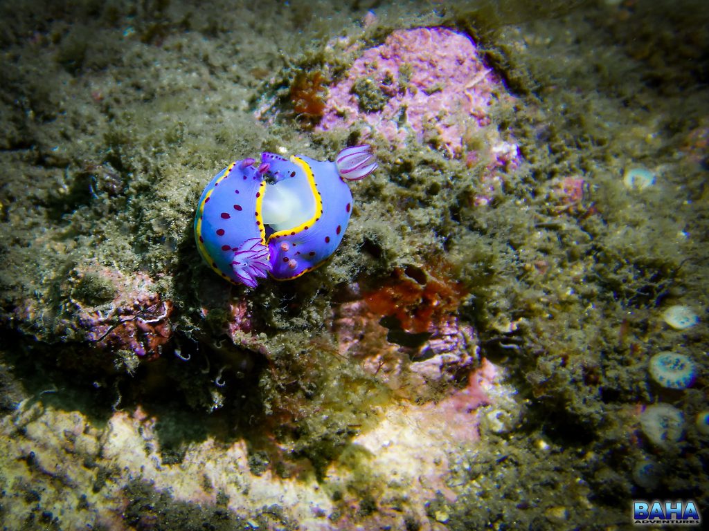 Hypseldoris bennetti