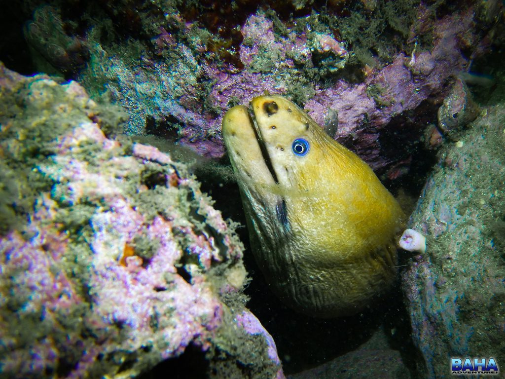 A green moray eel