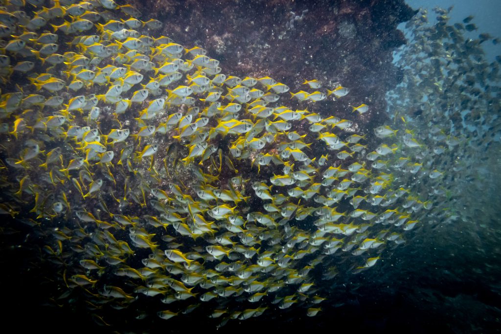 Eastern pomfred on the rock wall