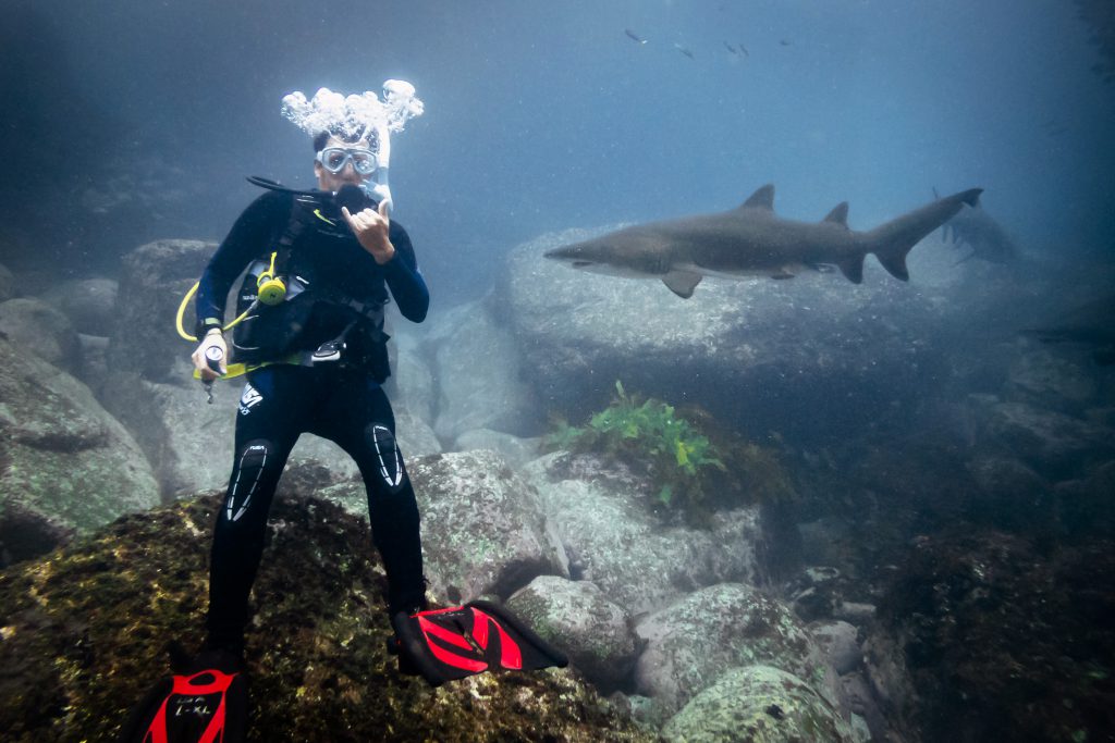 Warren Prior diving with ragged-tooth sharks