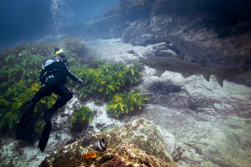 Nick diving with a ragged-tooth shark