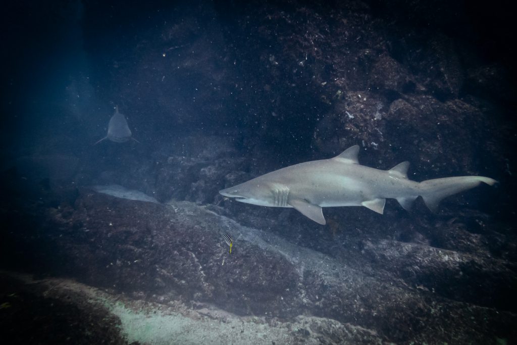 A ragged-tooth shark at Broughton Island