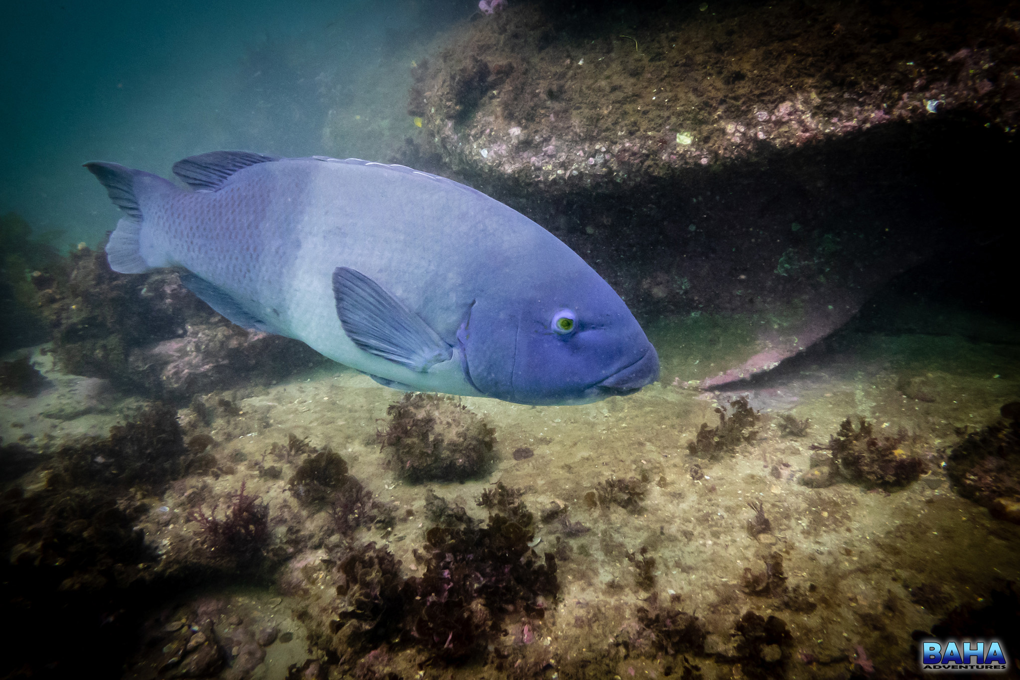 Blue groper