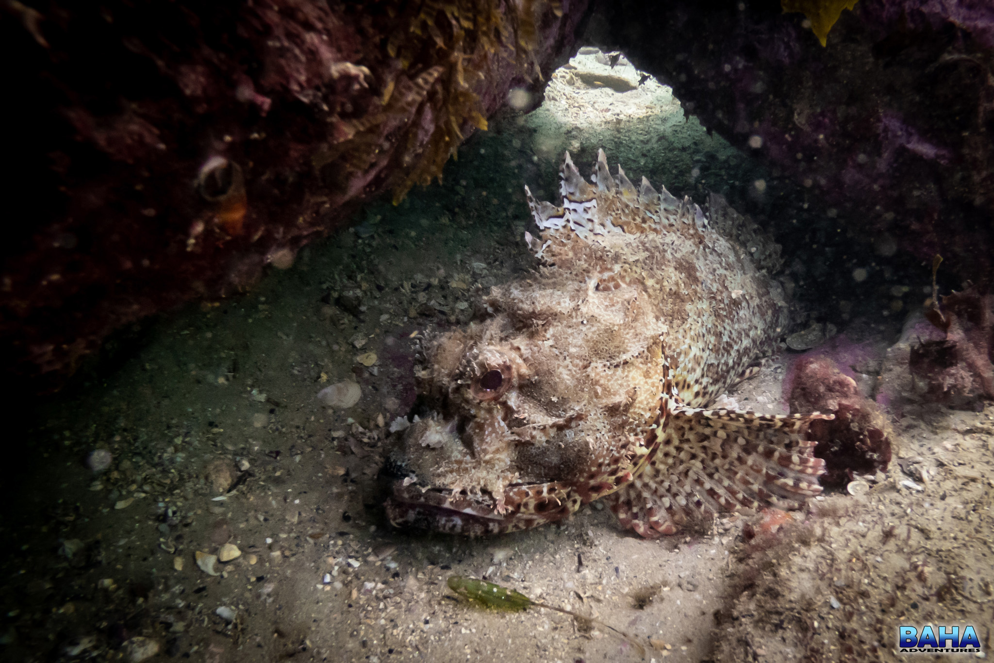 Scorpionfish