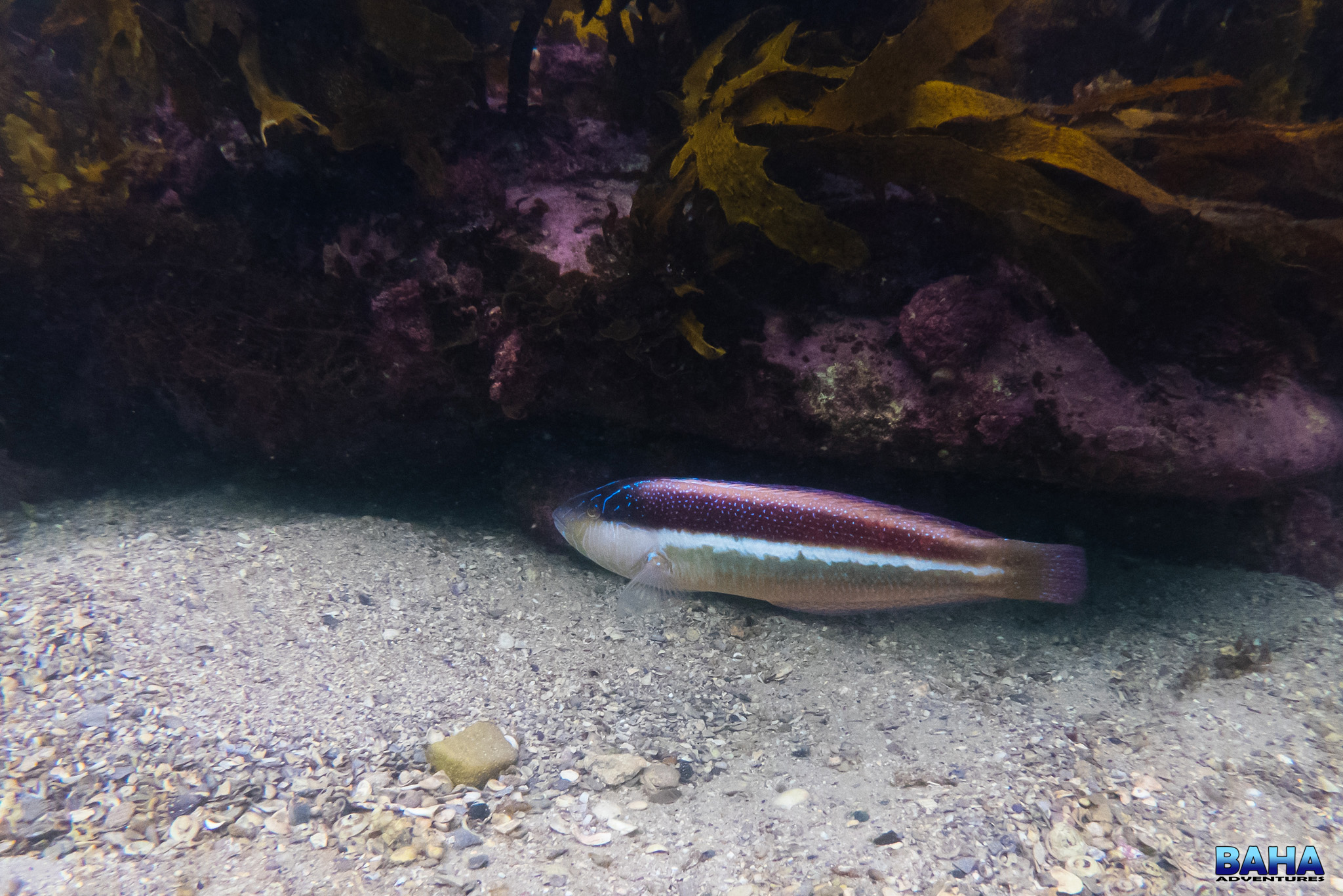 Southern Maori-wrasse