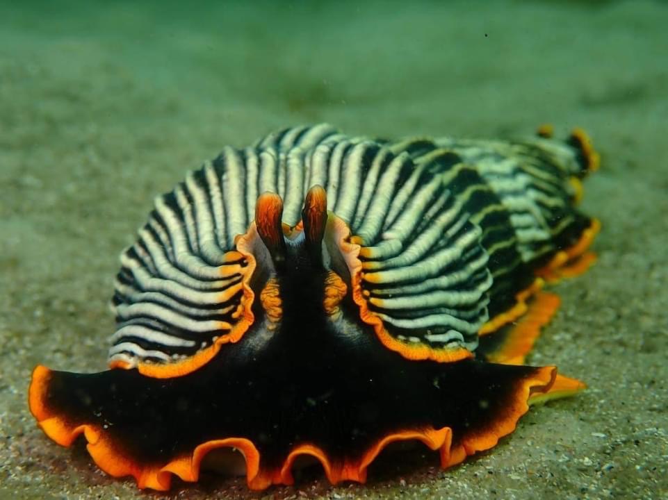 A nudibranch