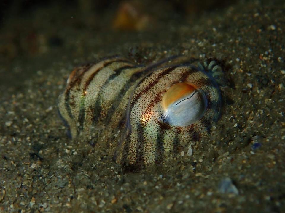 Octopus eyes at night