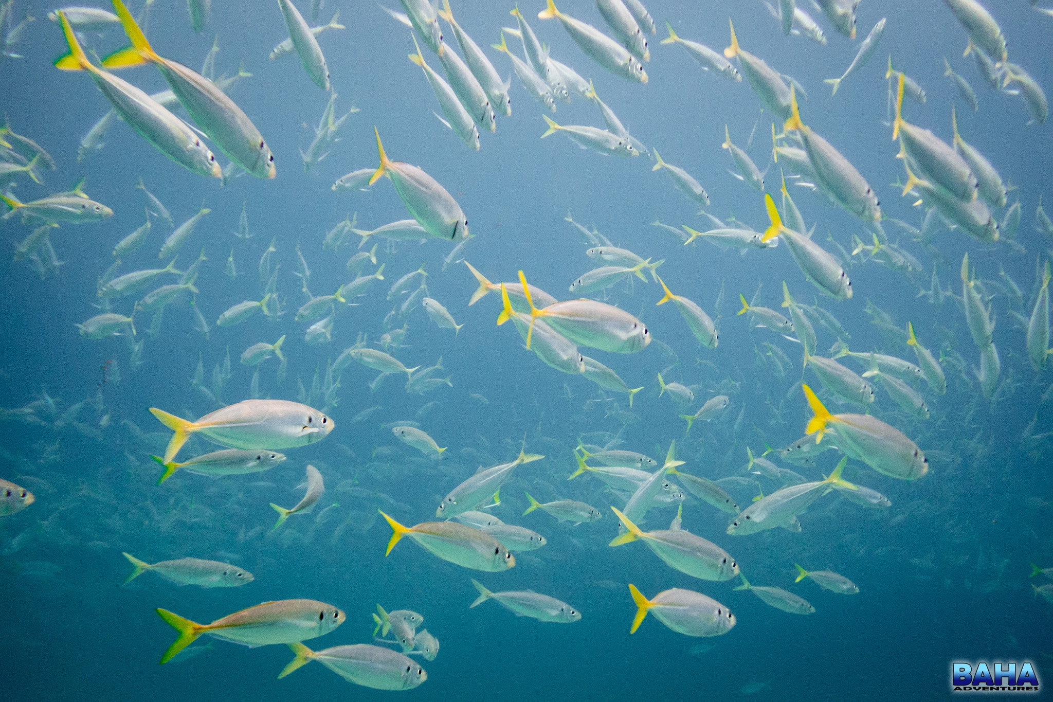 A large school of yellowtail scad