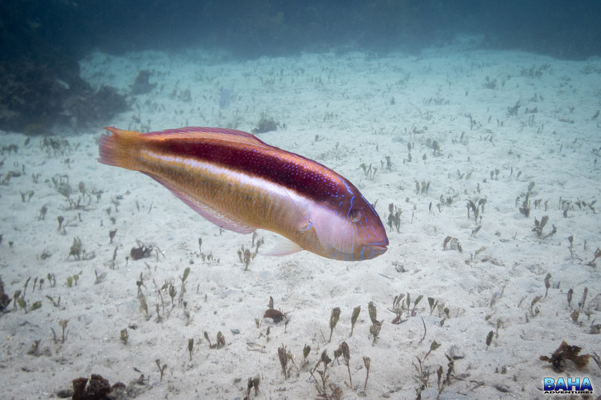 A southern Maori-wrasse