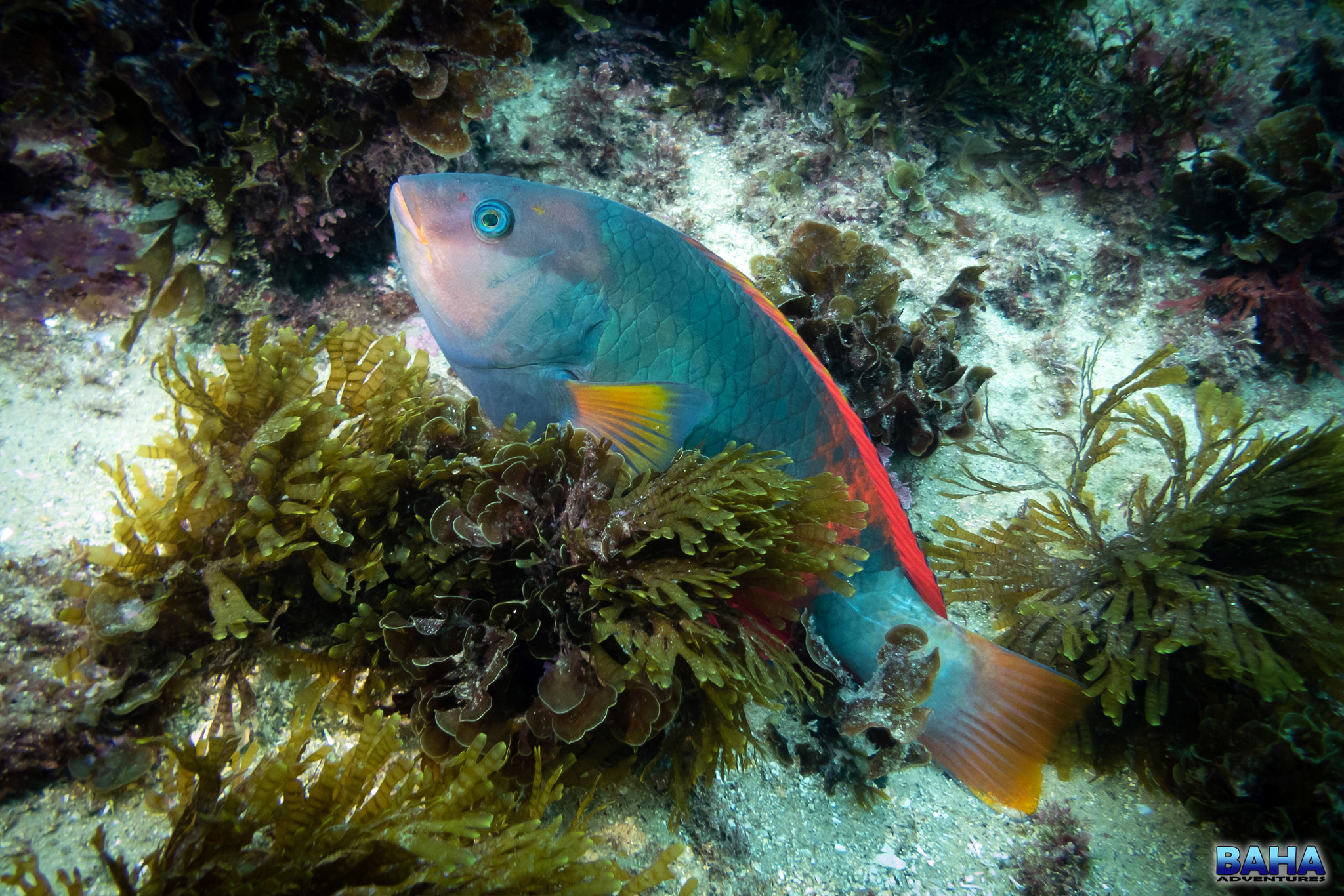 A crimsonband wrasse