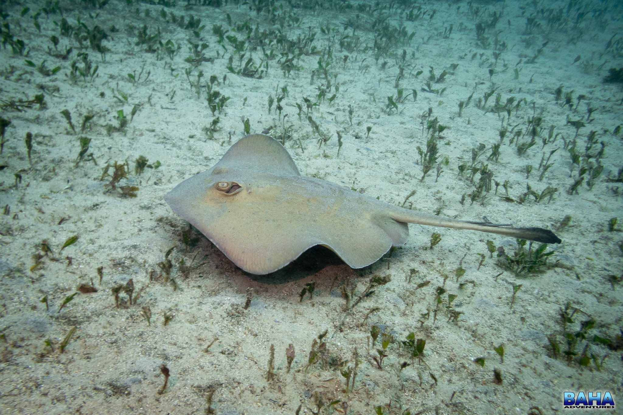 Common stingray