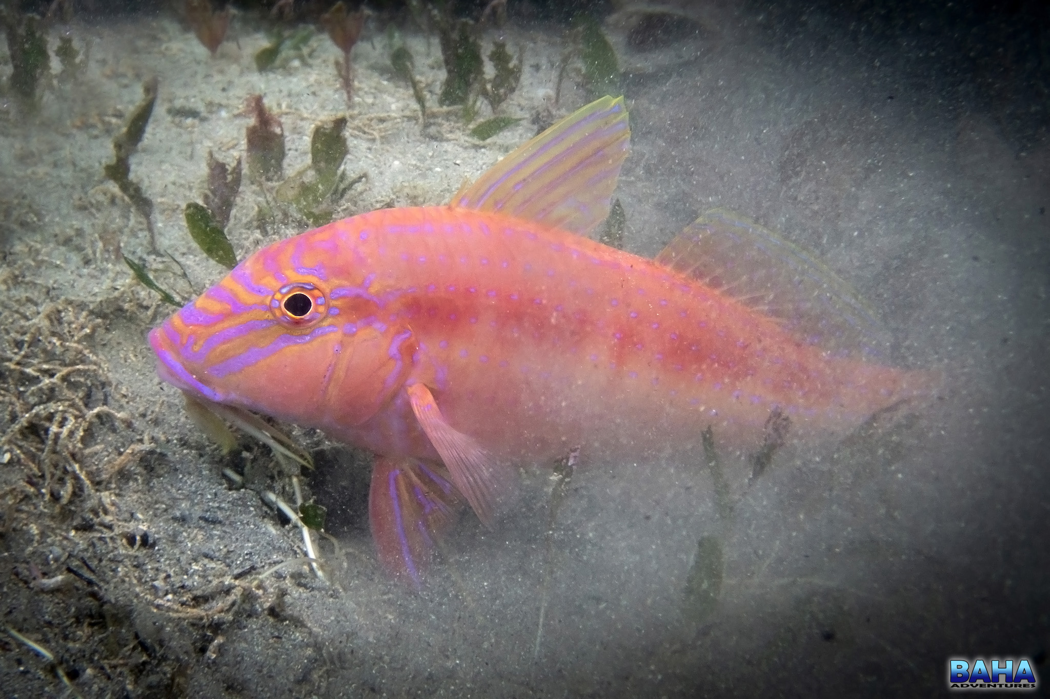 A goatfish at Shelly Beach