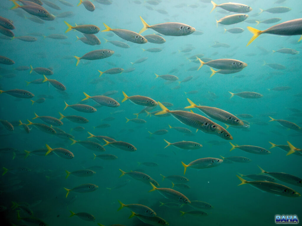 Yellowtail scad