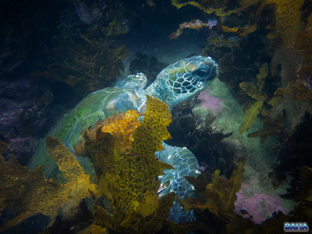 A turtle relaxing in the kelp