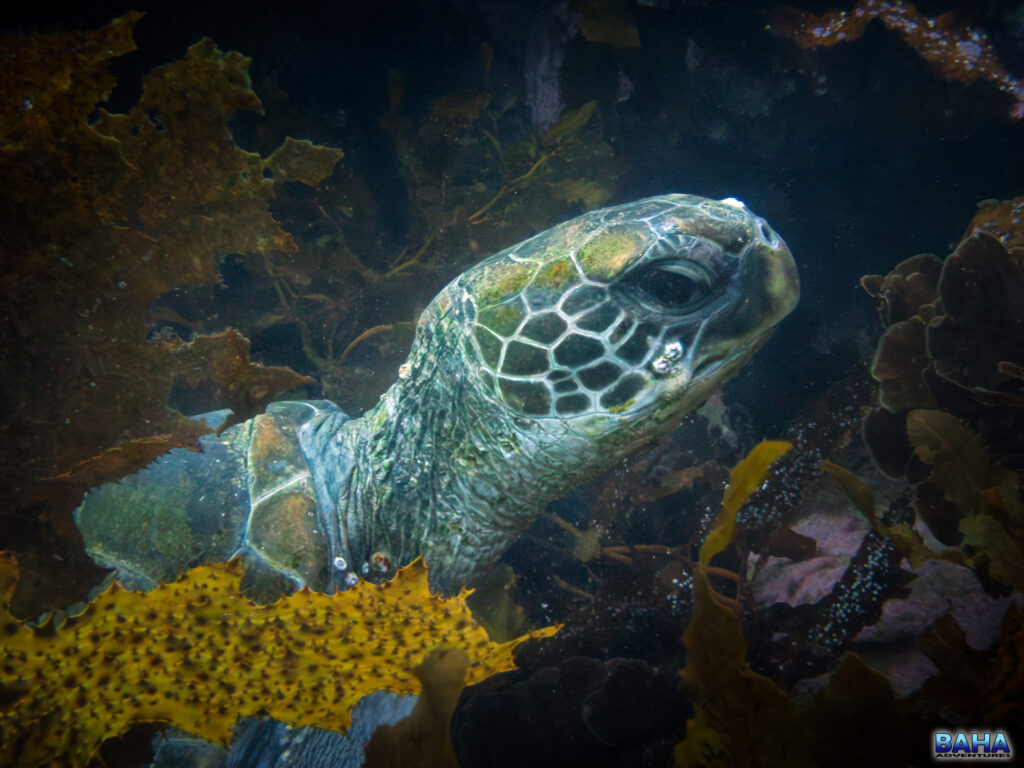 A turtle at Fairy Bower