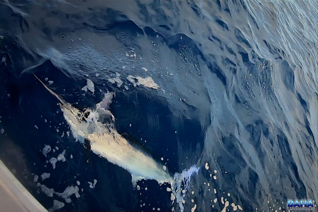 Nick's marlin off the coast of Brisbane