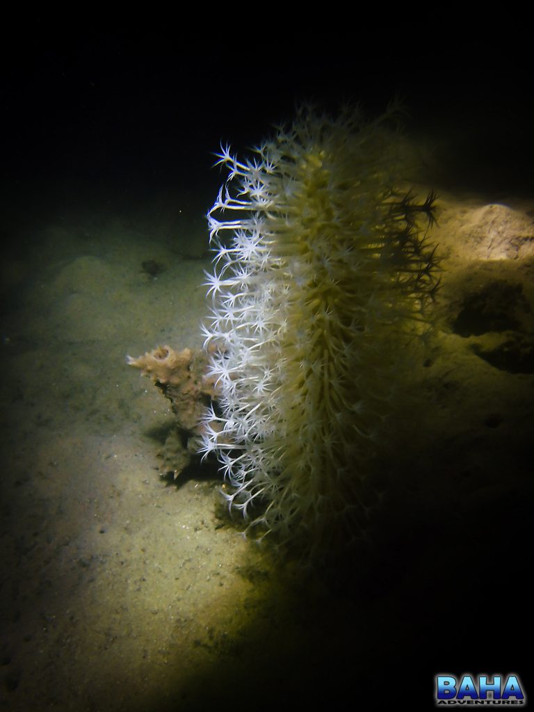 Night dives at Clifton Gardens