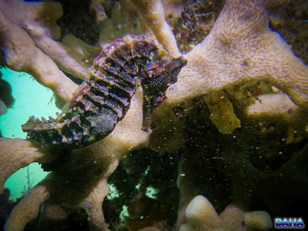 A seahorse at Clifton Gardens