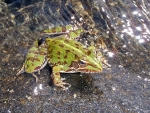 A Frog In The Lotheni River