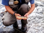 Another Brown Trout Closeup