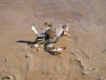 Another Shot Of My Crab