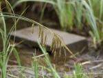 Start Of The Marshy Crossing