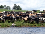 Nick Cow Fishing