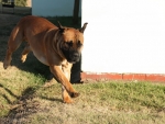 More Puppy Play