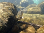 Underwater Brown Trout
