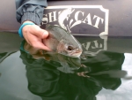 Rainbow Trout Release