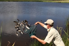 Trout Stocking