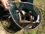 Net Of 10 Inch Trout