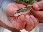 More Baby Bass