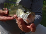 A Largemouth Bass