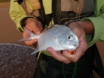 A Largespot Pompano