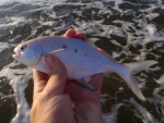 Laregspot Pompano From The Surf