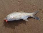 Bastard Mullet On Fly