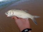 Bastard Mullet On Fly
