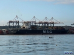 Dolphins In The Durban Harbour
