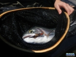 Netted Trout