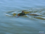 Rainbow Trout