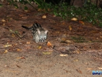 Genets in camp