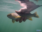 Underwater brown trout