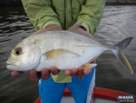 A juvenile GT
