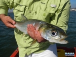 A Springer In Durban Harbour