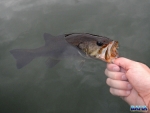 Releasing a bass