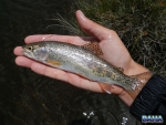 A small bow