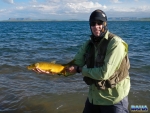 Another Sterkies yellow